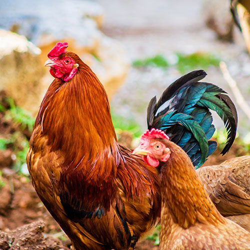 Agriculture and Cooperatives