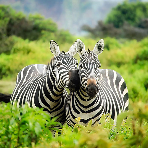 Tourism and Wildlife