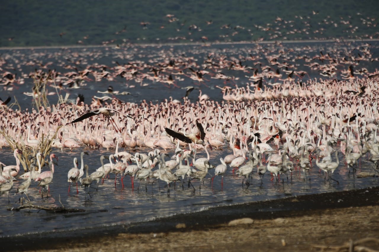 Baringo County Government shares revenue collected in Lake Bogoria with the local communities for improved livelihoods