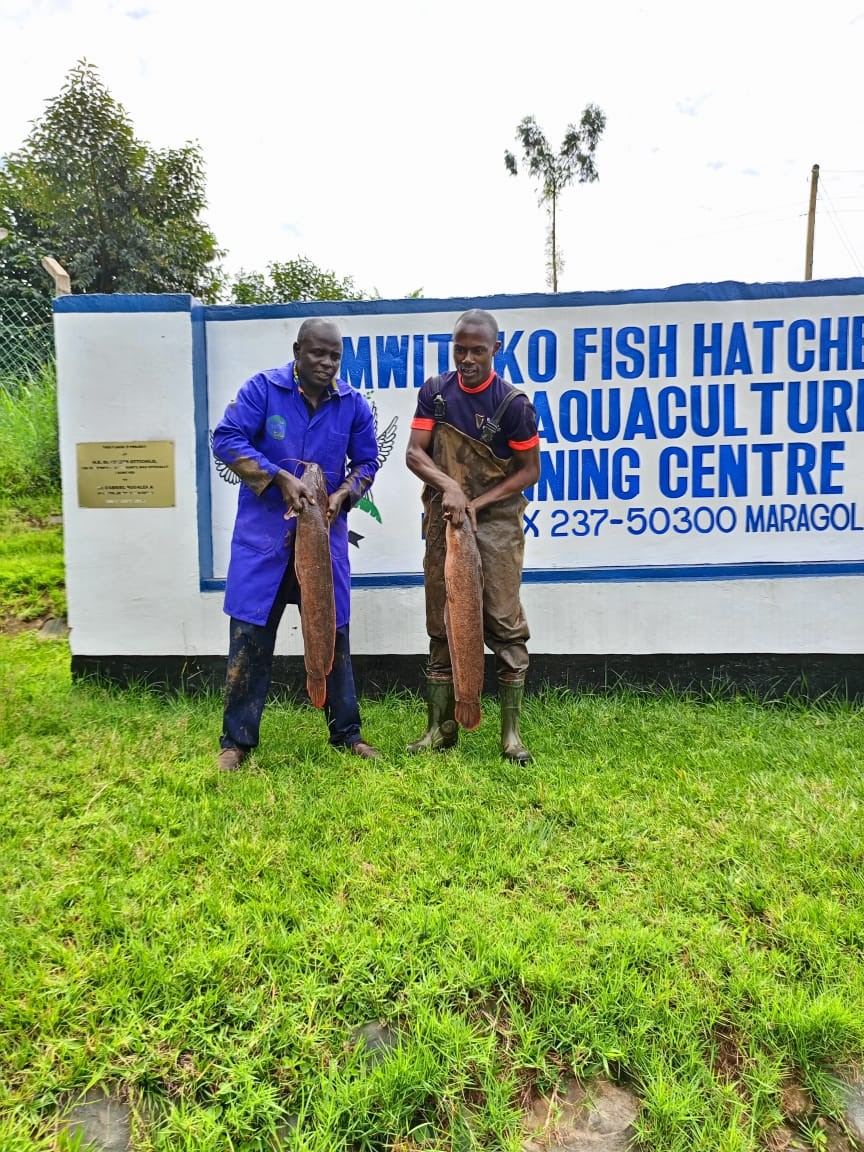 Mwitoko Fish Farm Project Empowers Fish Farmers in Vihiga and its Environs for Quality Fish and Sustainable and Profitable Aquaculture Businesses