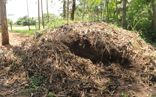 siaya