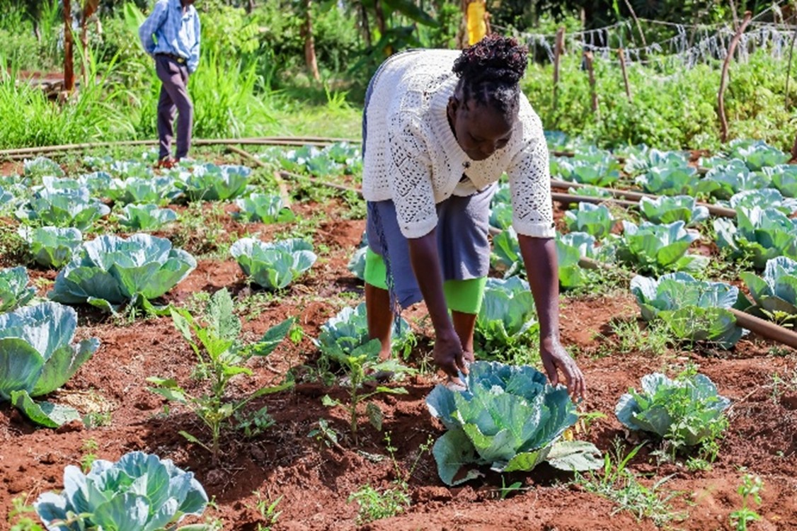 A farmer displays her thriving cabbage farm following County-led land restoration efforts