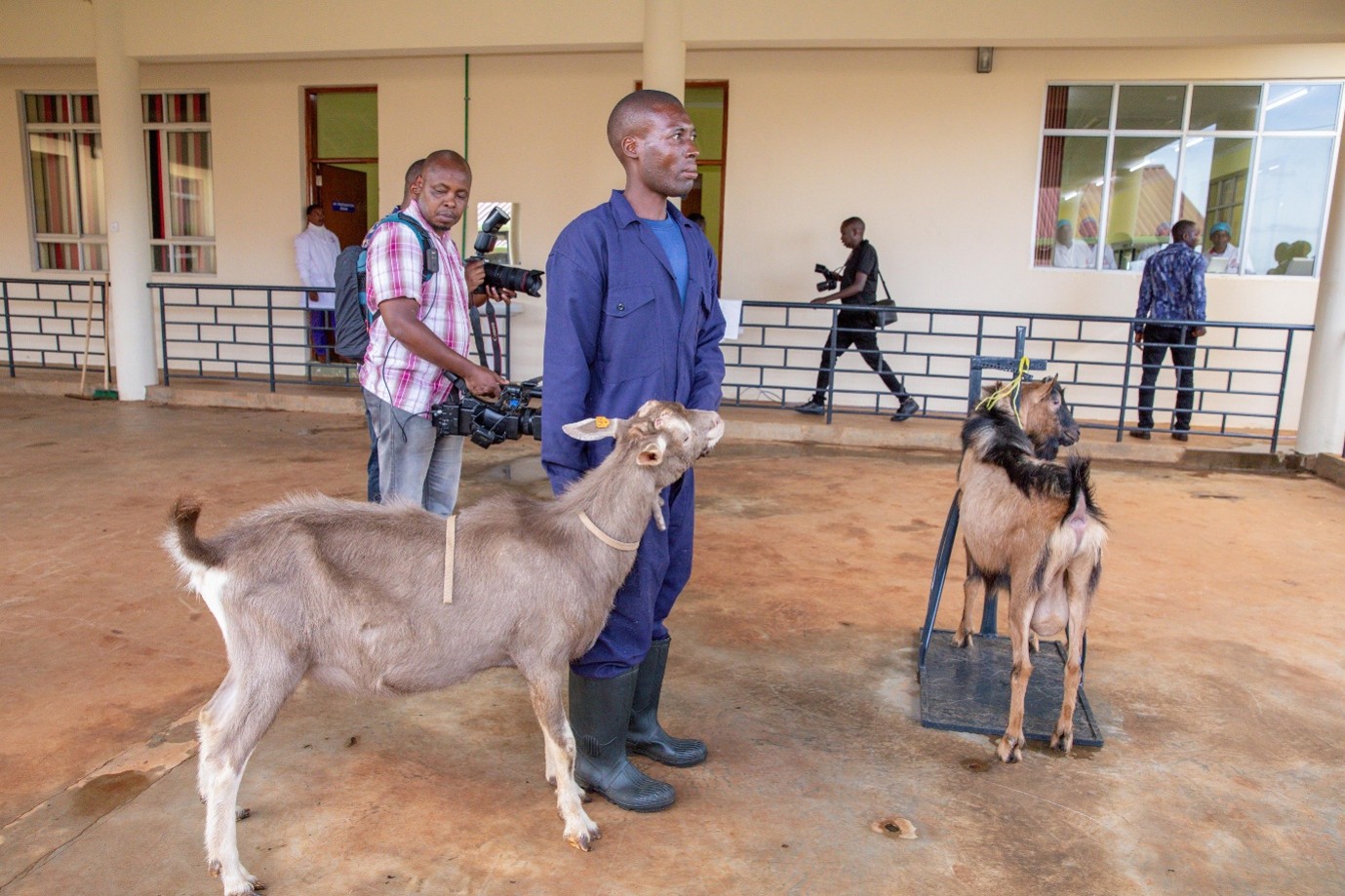 A technician showcasing the toggenberg and Kenyan Alpine breeding Goats during the launch of the Goat AI programme at Kenya Agricultural Genetic Research Centre (KAGRC), Kirinyaga county