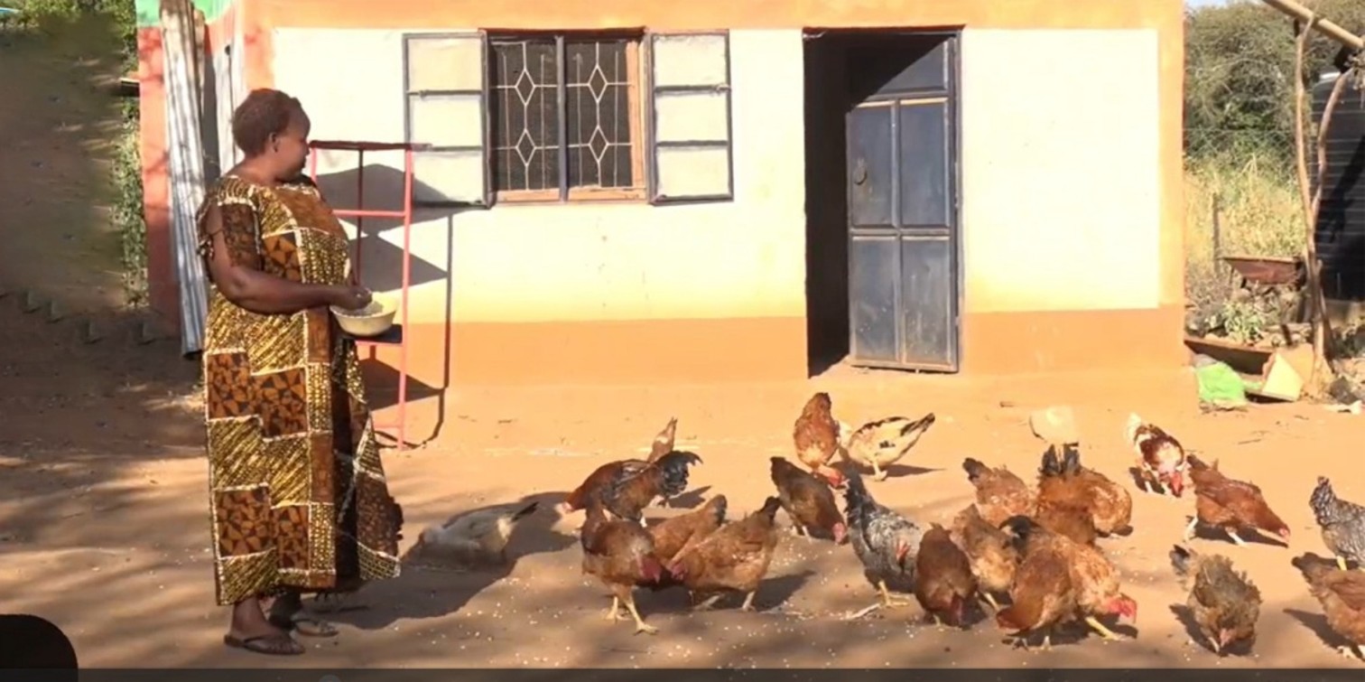 Ruth Musyoka tends to her poultry at her home in Makueni County after post recovery